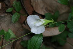 Clitoria ternatea